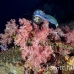 coral_soft_hm_lan_h_0070_tha5293.jpg